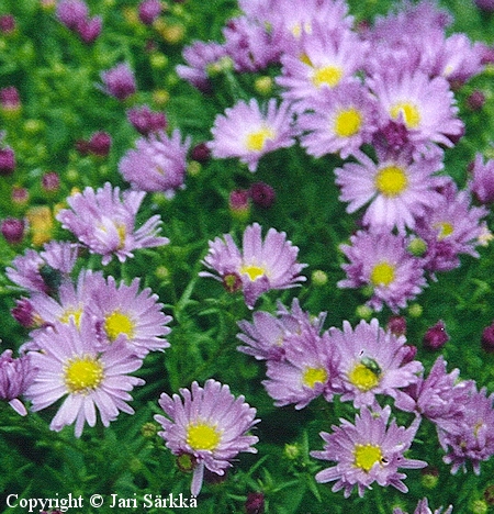  Aster Dumosus-Ryhm 'Sini' ('Kasseler')